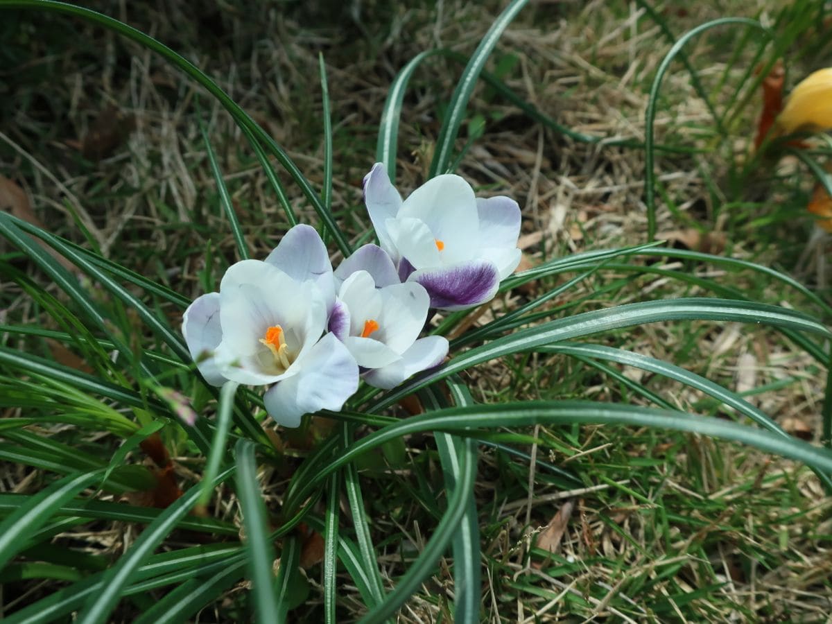 芝生の中で、元気に育って！・・クロッカス 前頁の手前の花を大きく！