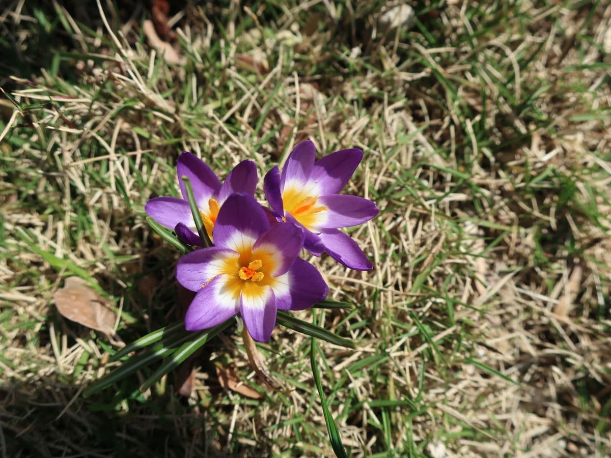 芝生の中で、元気に育って！・・クロッカス ３月１８日　こんな色のも咲きました！