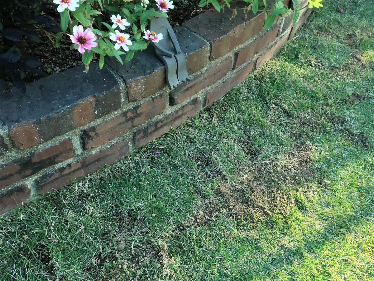 芝生の中で、元気に育って！・・クロッカス 芝生の布団をかぶせて、植え込み完了。