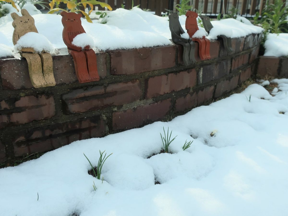 芝生の中で、元気に育って！・・クロッカス ２月１８日　雪の中から！