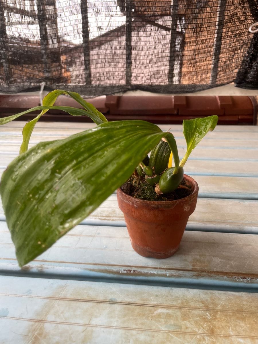 蘇れ リカステ 君の花を見せてくれ 2022.7.4 植え替えは秋に