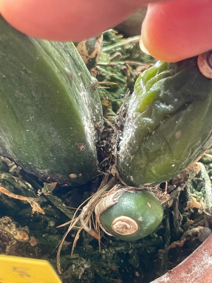 蘇れ リカステ 君の花を見せてくれ 縁の切れないカイガラムシ