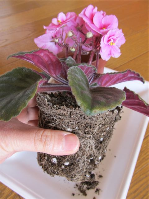 新しい用土への植替え 鉢から取り出す