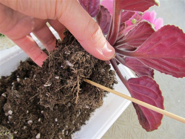 新しい用土への植替え 土を落とす