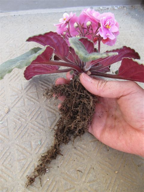 新しい用土への植替え この辺りまで土を落としました