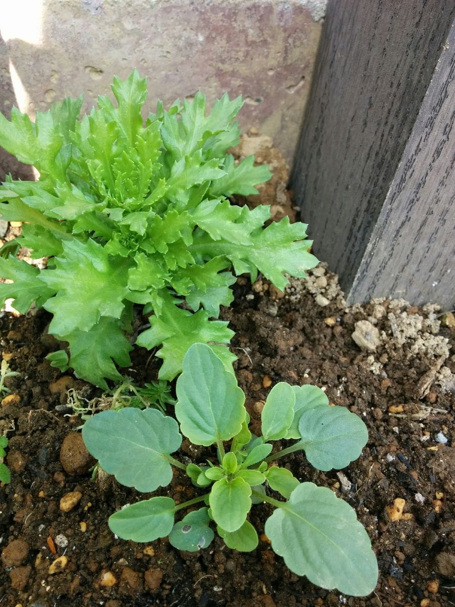 自家採取種でビオラとパンジーを育てる 定植しました