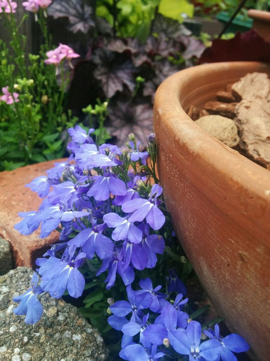 一昨年の種から育てるロベリア 順調に育って4月に開花