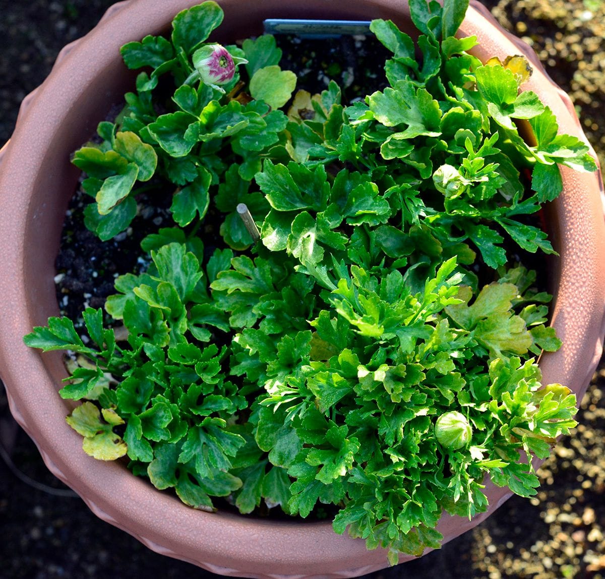 ラナンを植えてみろって言われたから～ サロニカの虹に蕾がついた