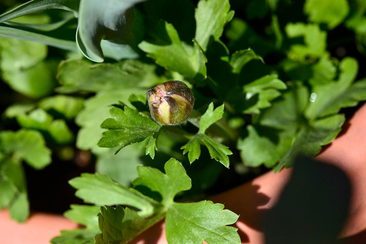 ラナンを植えてみろって言われたから～ ワンダーランドiQに蕾がついた