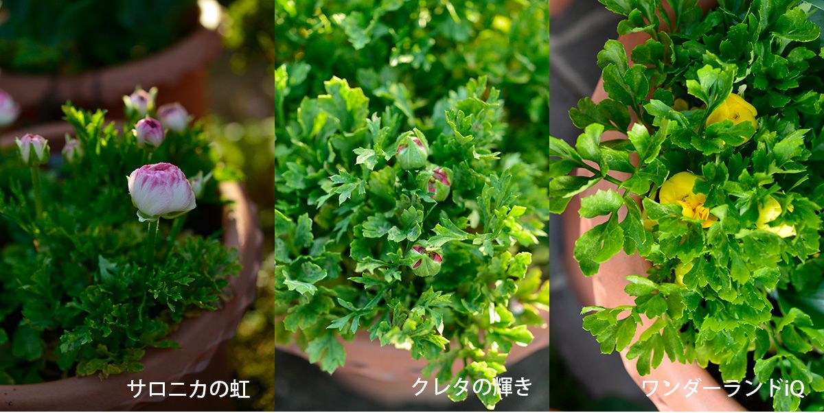 ラナンを植えてみろって言われたから～ ウピス以外は蕾がついています