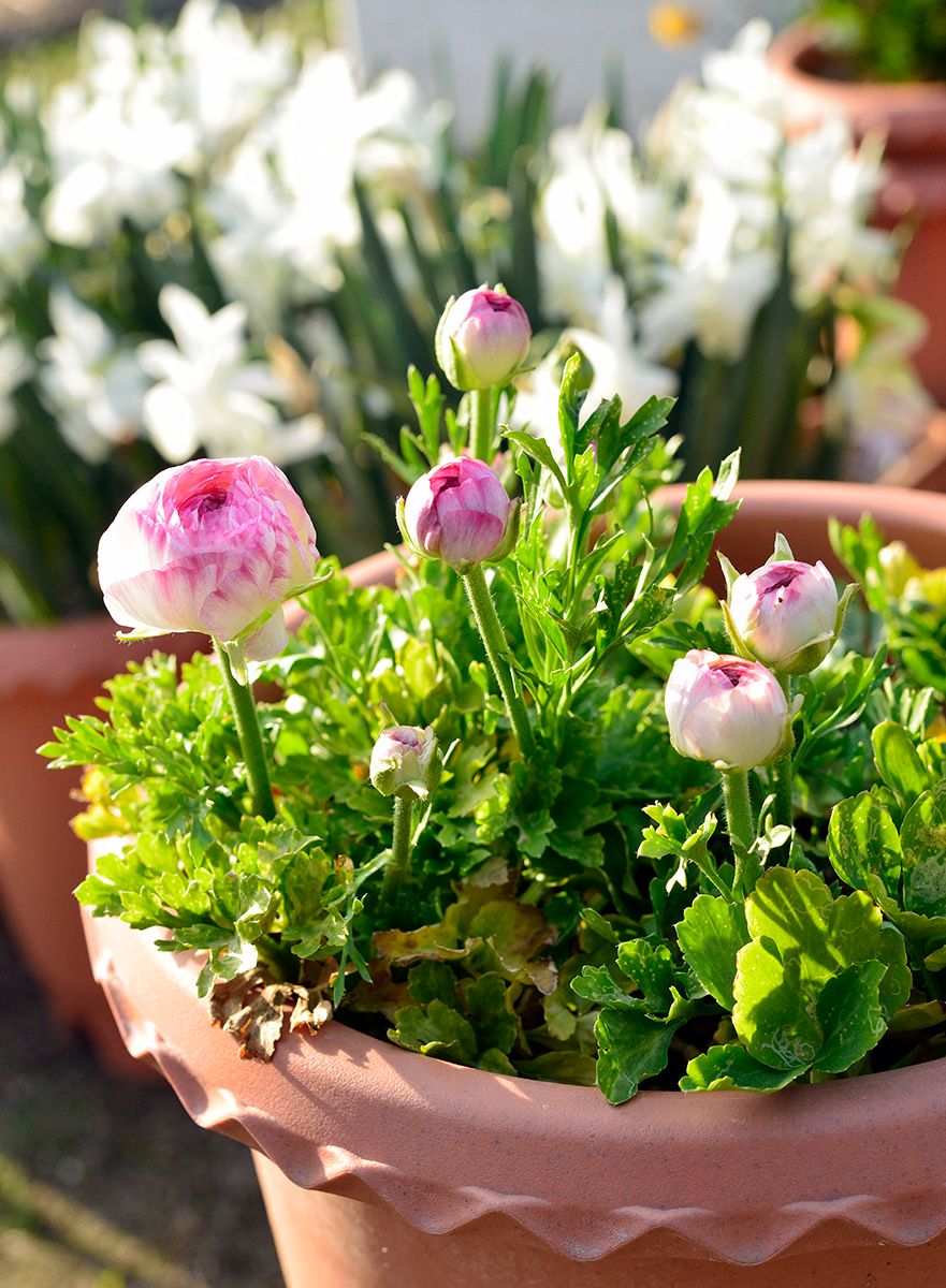 ラナンを植えてみろって言われたから～ 開花まであと少し