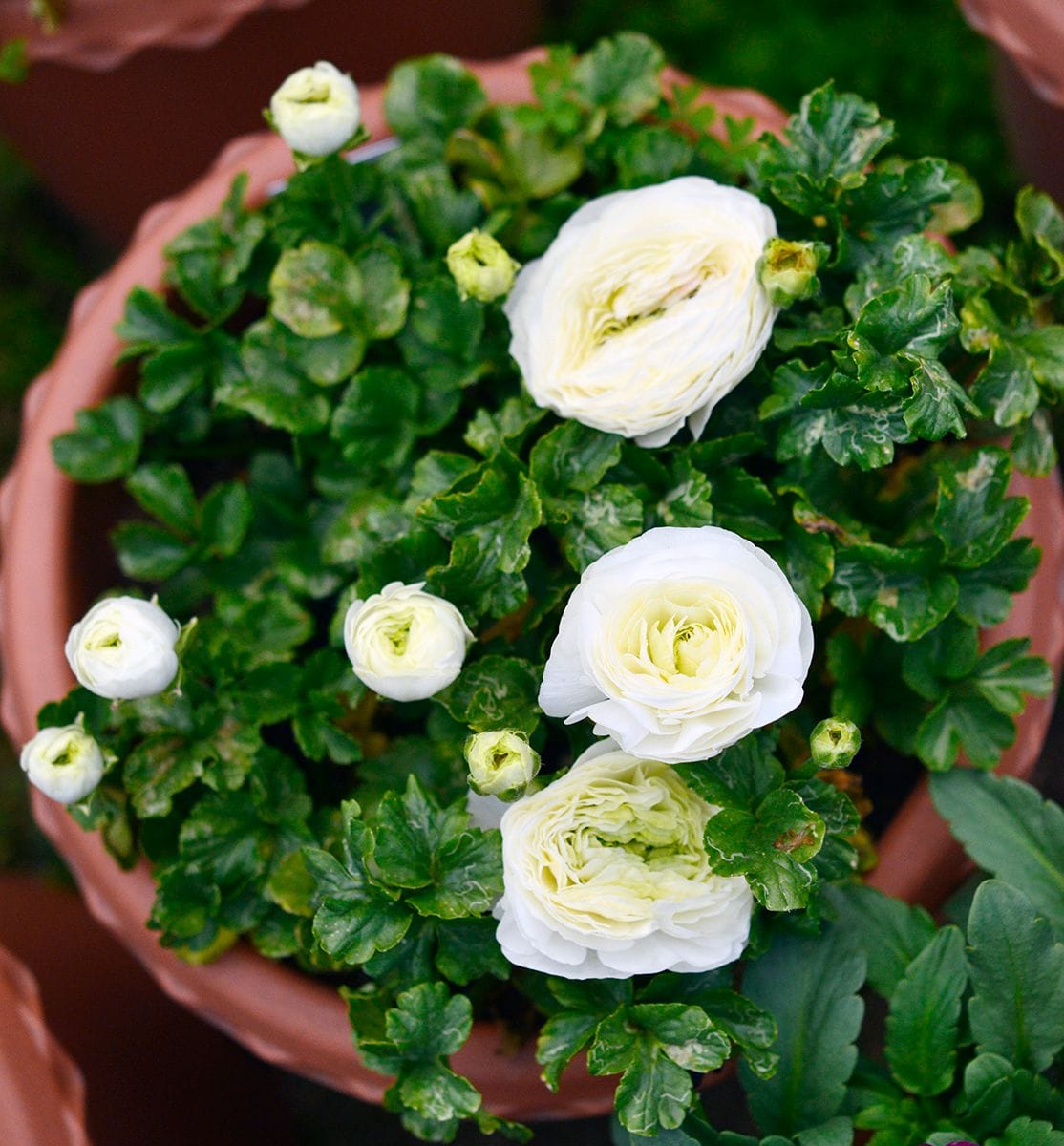 ラナンを植えてみろって言われたから～ ウピス開花？