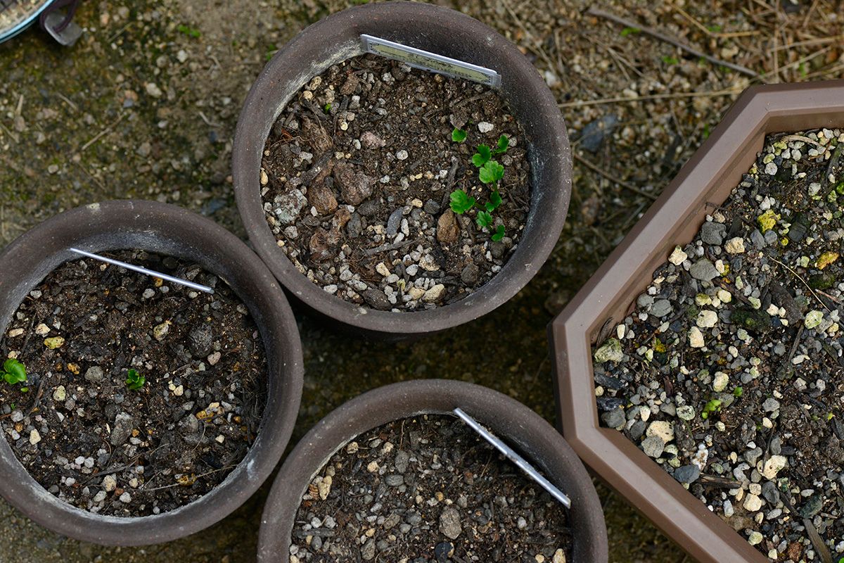 ラナンを植えてみろって言われたから～ 1ページあまっていたからおまけだ