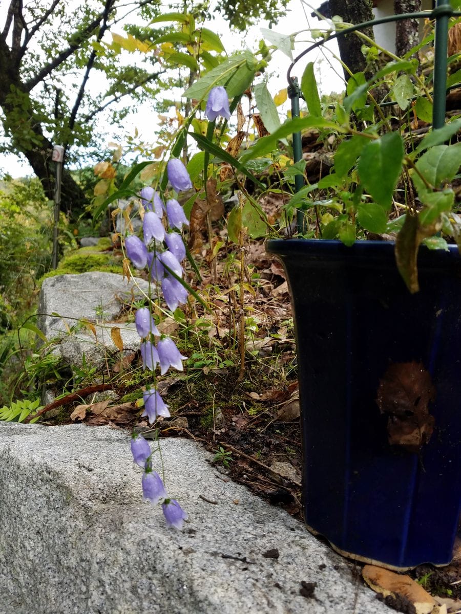 鉢植えのイワシャジンの開花にチャレンジ 購入後3年目のイワシャジン