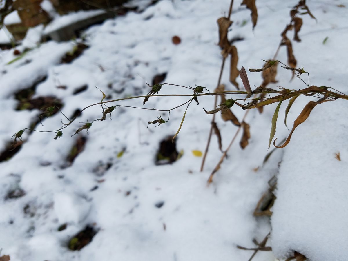 鉢植えのイワシャジンの開花にチャレンジ 2020.12.19種はまだ未熟か？