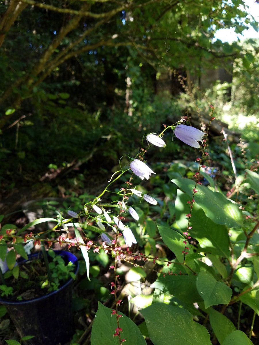 鉢植えのイワシャジンの開花にチャレンジ