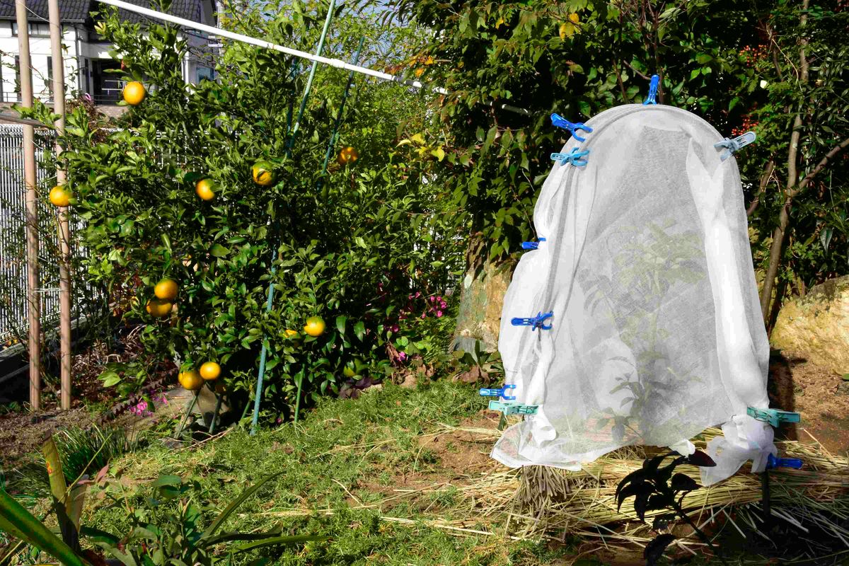 花の香りよし、たわわな実りよし、食べて美味しい八朔を庭に!! 寒冷紗で過保護?