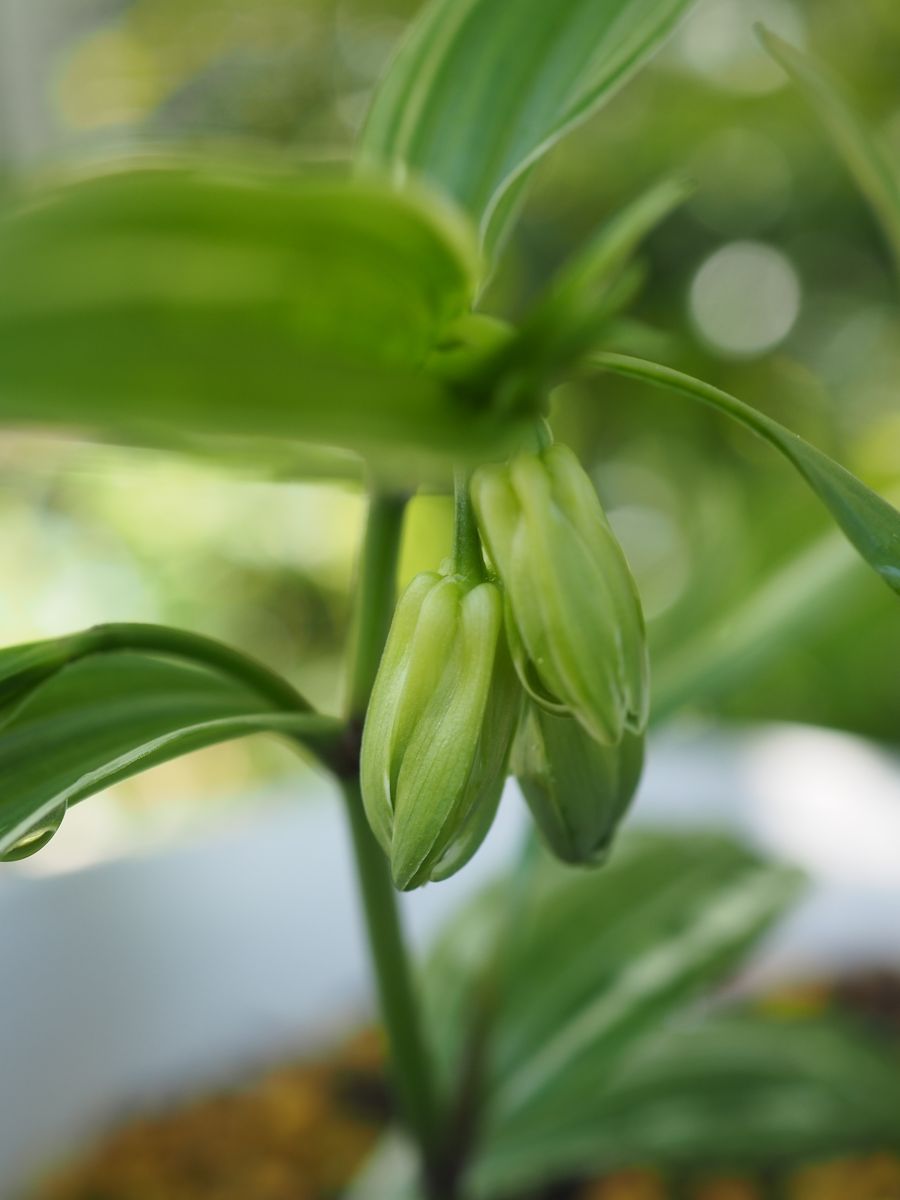 宝鐸草の鉢変えから種を採取して育てる 蕾が出てきました