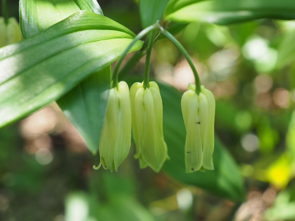 宝鐸草の鉢変えから種を採取して育てる 花が咲きました