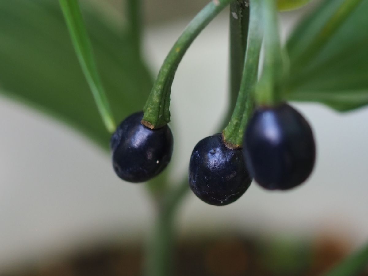 宝鐸草の鉢変えから種を採取して育てる 種ができました