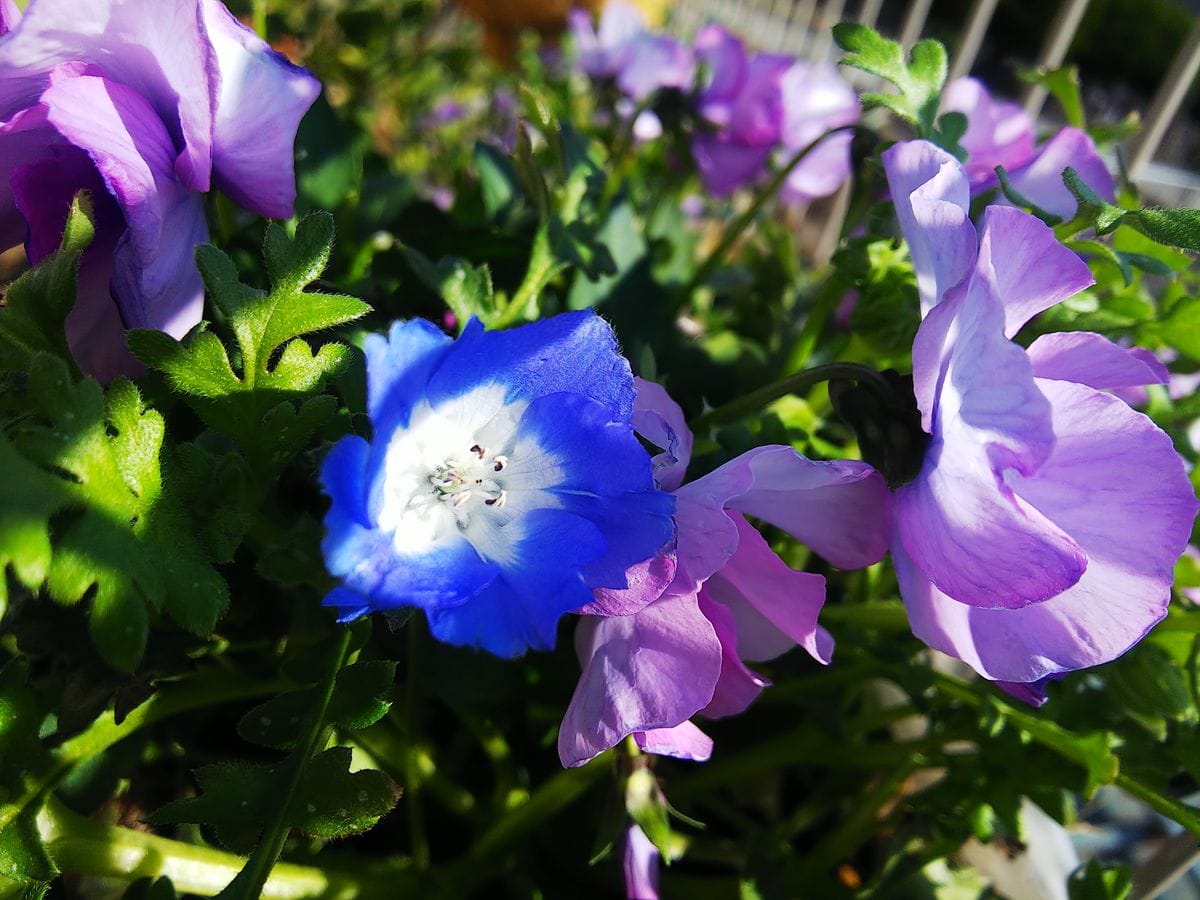 可愛いネモフィラ種蒔きしました🎵 メンジェシーの開花