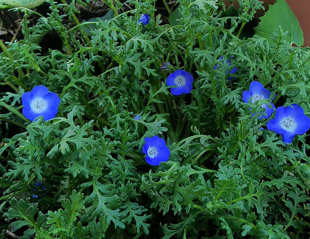 可愛いネモフィラ種蒔きしました🎵 メンジェシーが華やかに