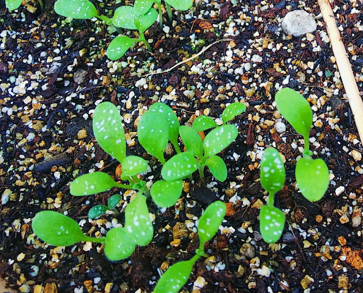 可愛いネモフィラ種蒔きしました🎵 ブルーの子が一番早い発芽です🌿