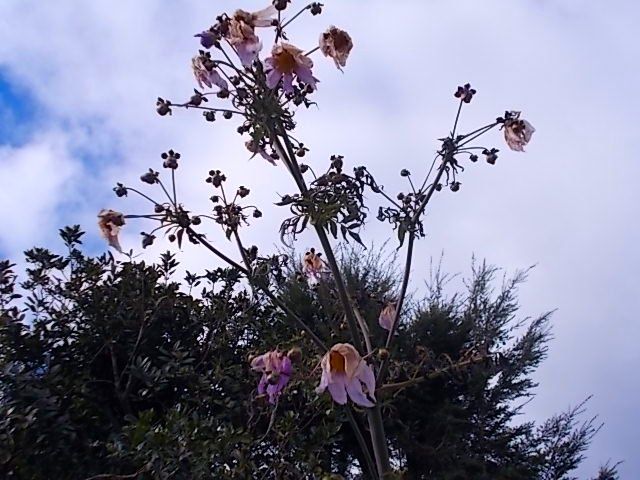 ポット苗から皇帝ダリアを・・・ 花托の庭