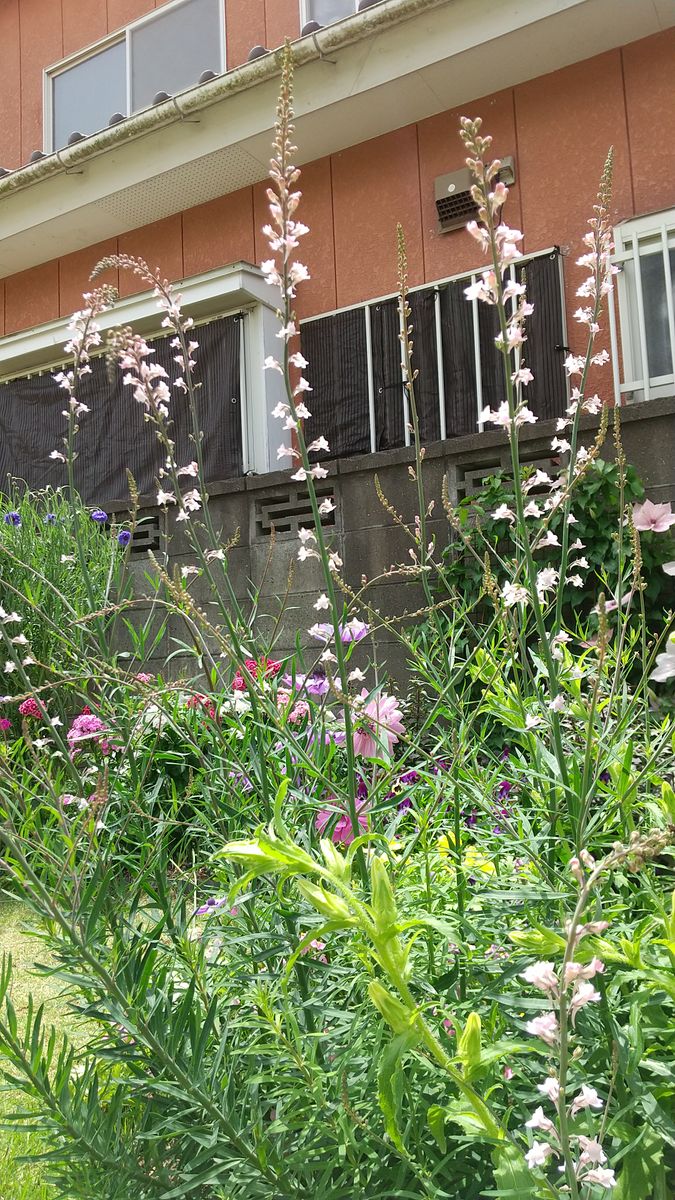 ✔️ 宿根リナリア プルプレア を種から育てる 2021/5/13 沢山開花