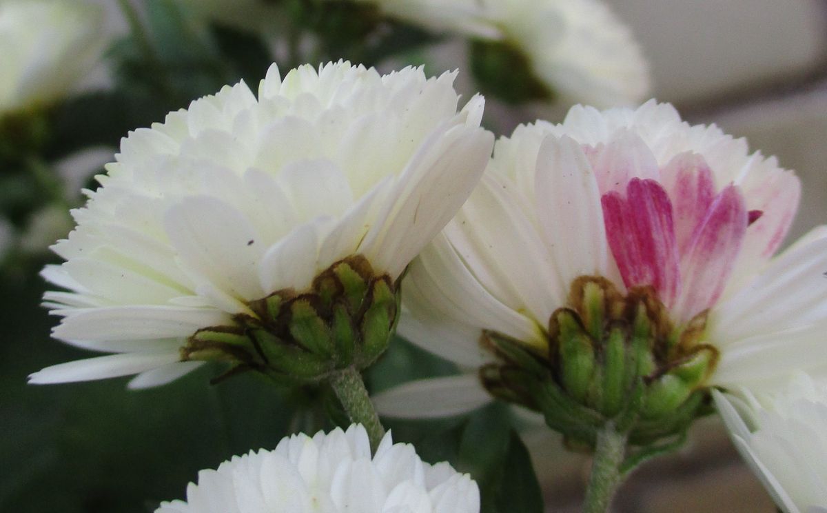 花の横顔も 11月 白小菊 そだレポ みんなの趣味の園芸