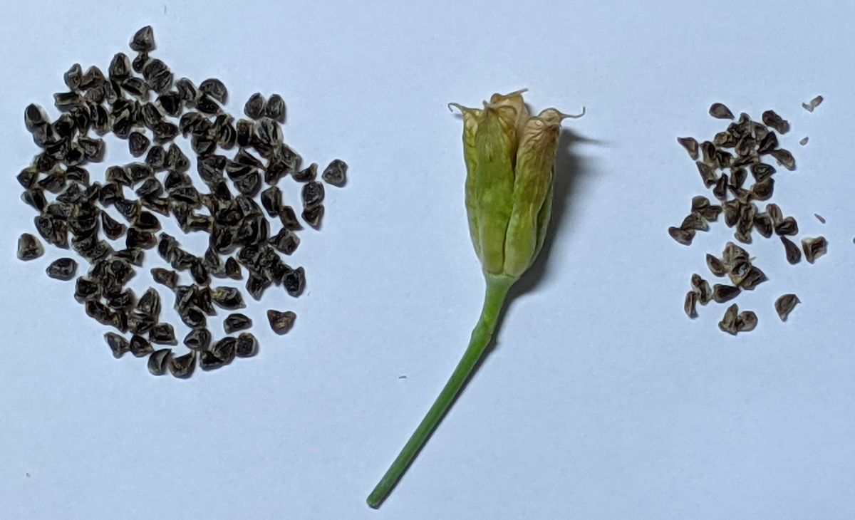 デルフィニウム・デジタルピンクの種からベランダ栽培2020~2024 実3個から種取り