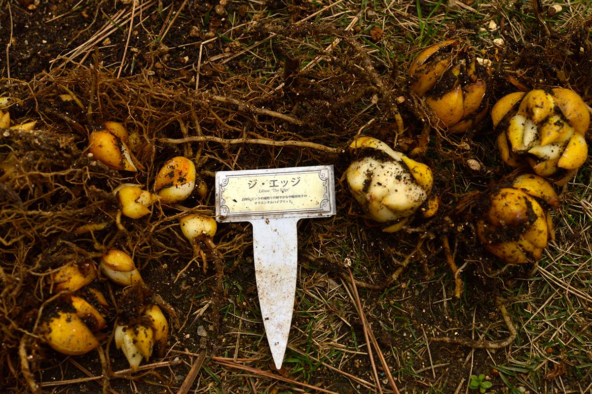 一般的なオリエンタルゆりの植え替え 消えるユリあれば増えるユリあり