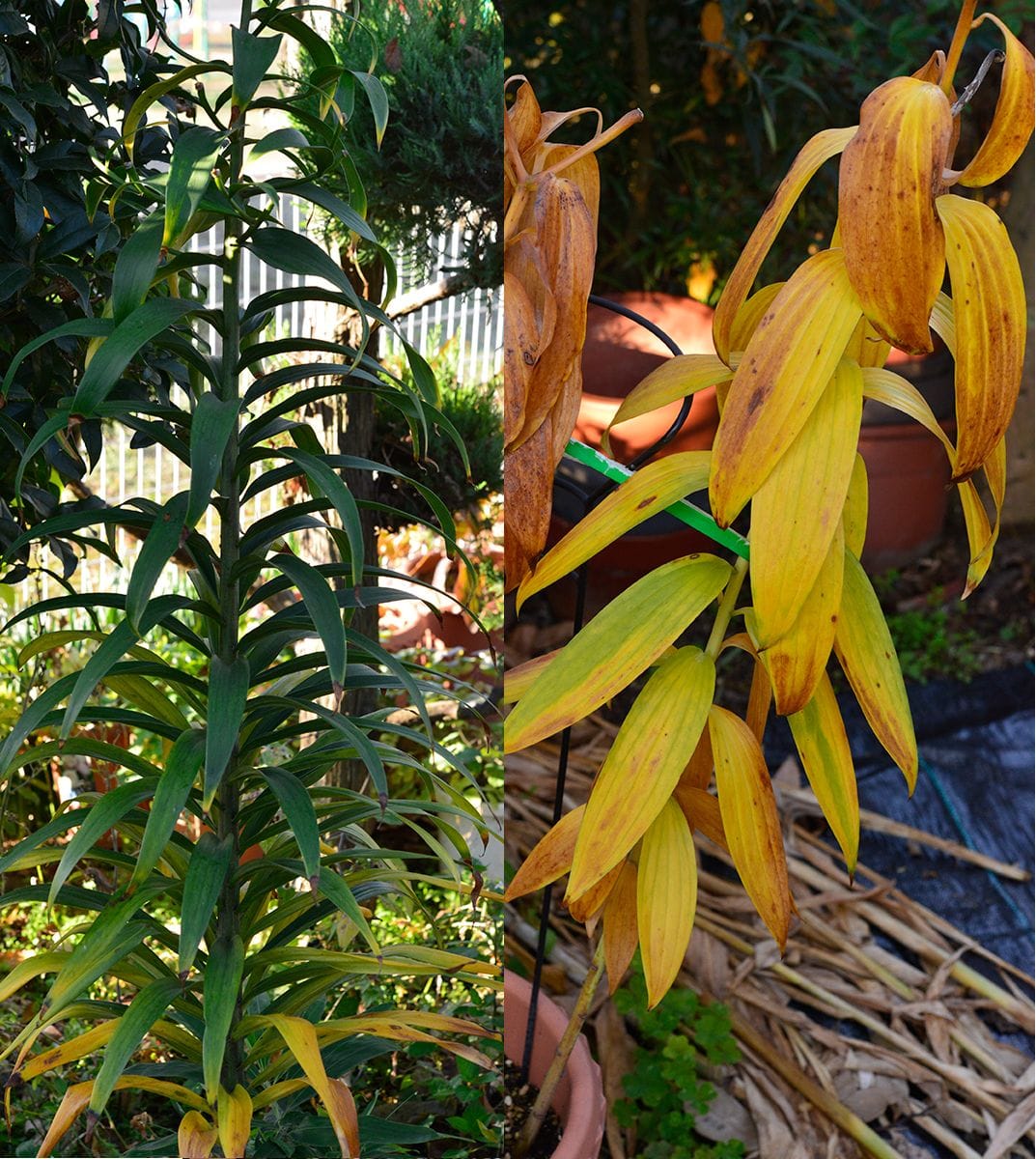 一般的なオリエンタルゆりの植え替え 11月22日現在