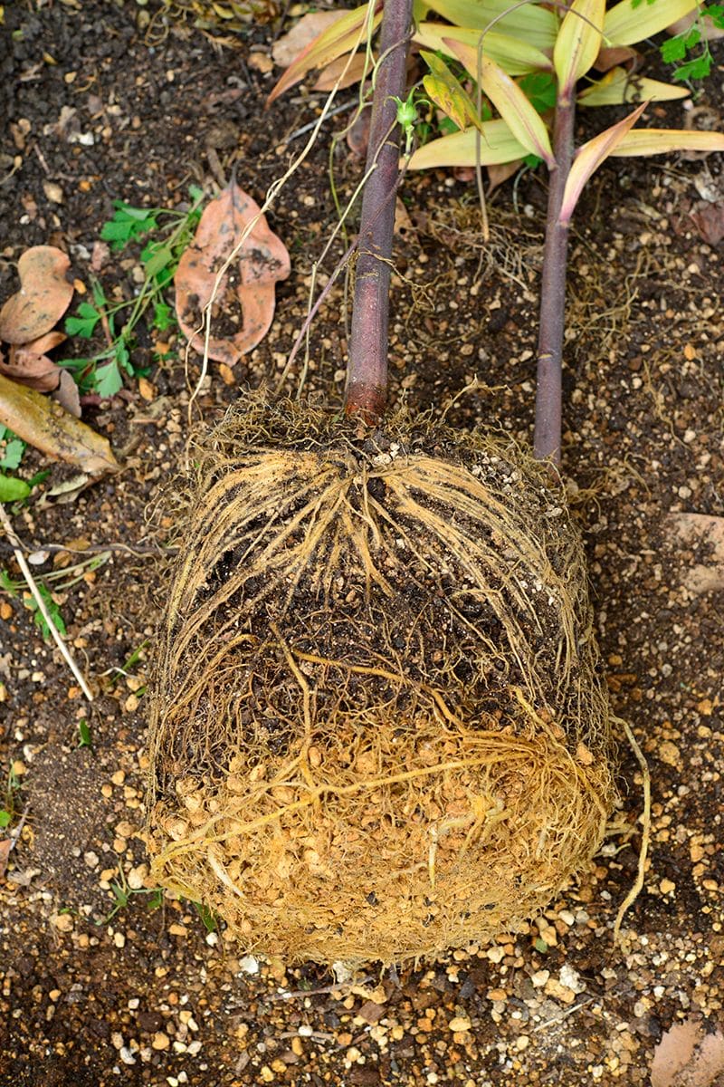 一般的なオリエンタルゆりの植え替え 順調に生育していれば根鉢が出来ているはず