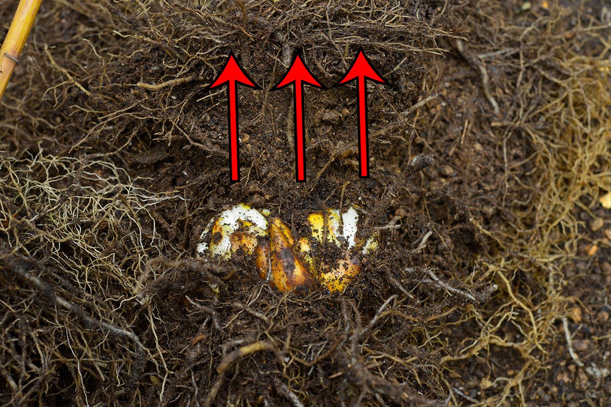 一般的なオリエンタルゆりの植え替え 球根の上の根(上根)を押し上げる