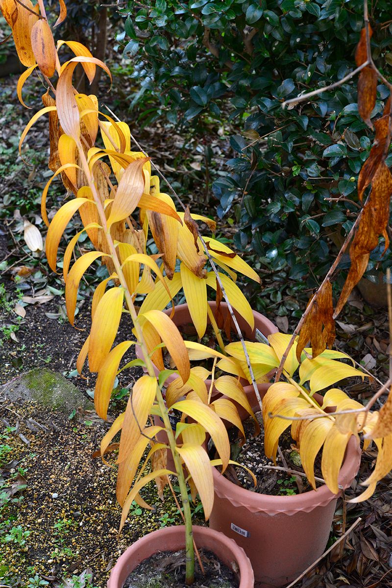 一般的なオリエンタルゆりの植え替え