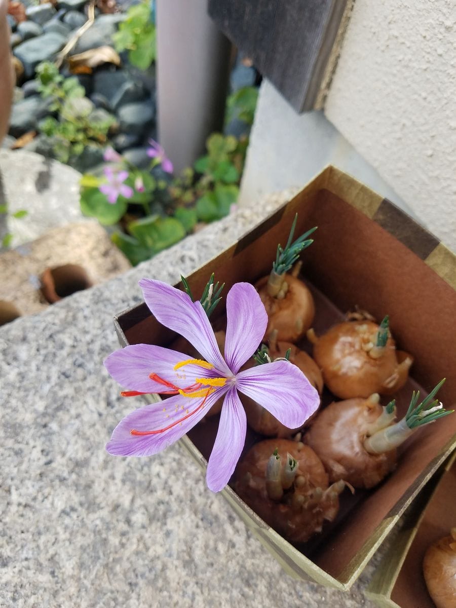 サフランの球根の転がし栽培 開花済み・・・