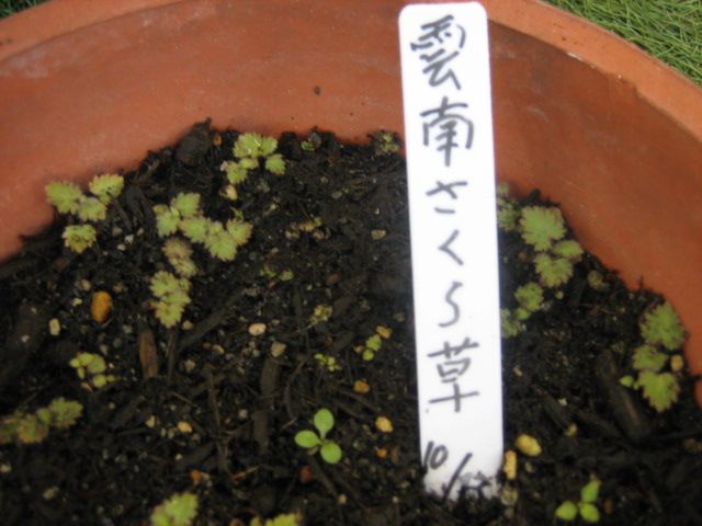 種からの雲南サクラソウの花を咲かせる 雲南サクラソウの芽が出た様子