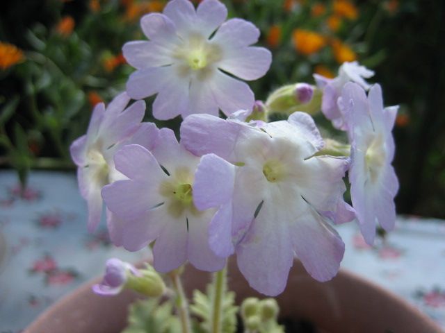 種からの雲南サクラソウの花を咲かせる