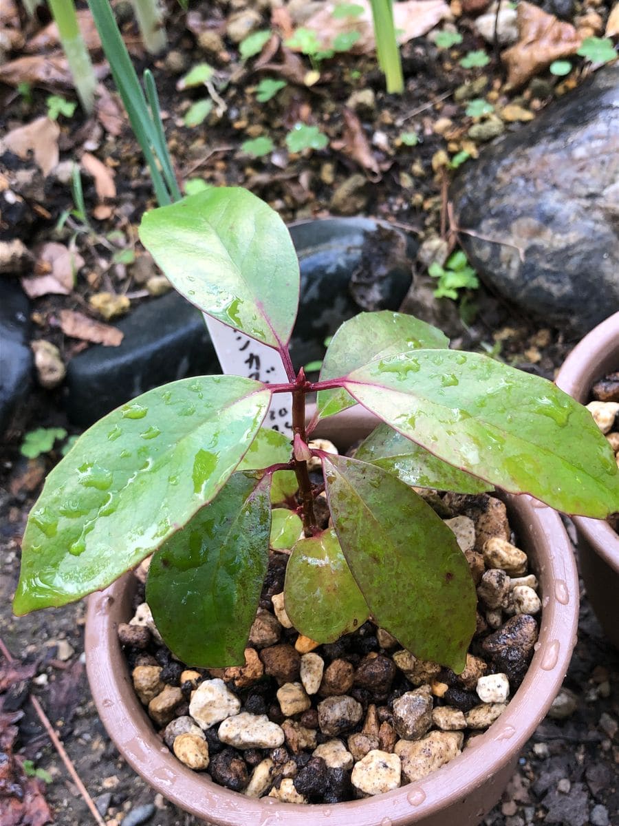 ビナンカズラの実生の栽培 植替え