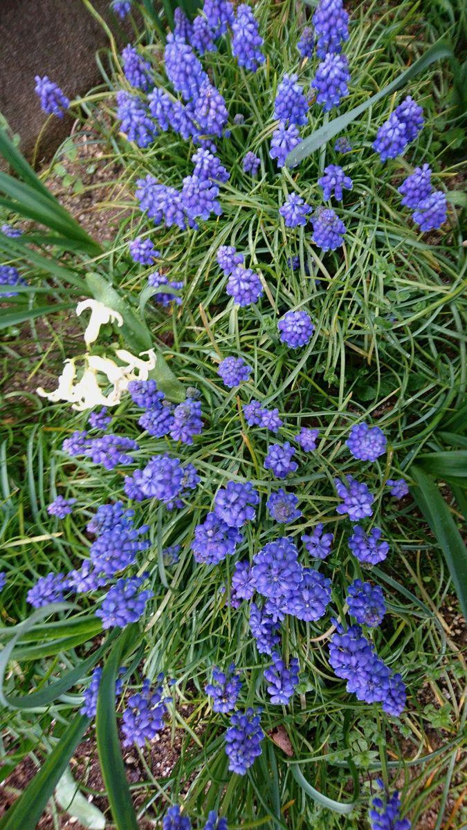 植えっぱなし“ムスカリ”のそだレポ 開花