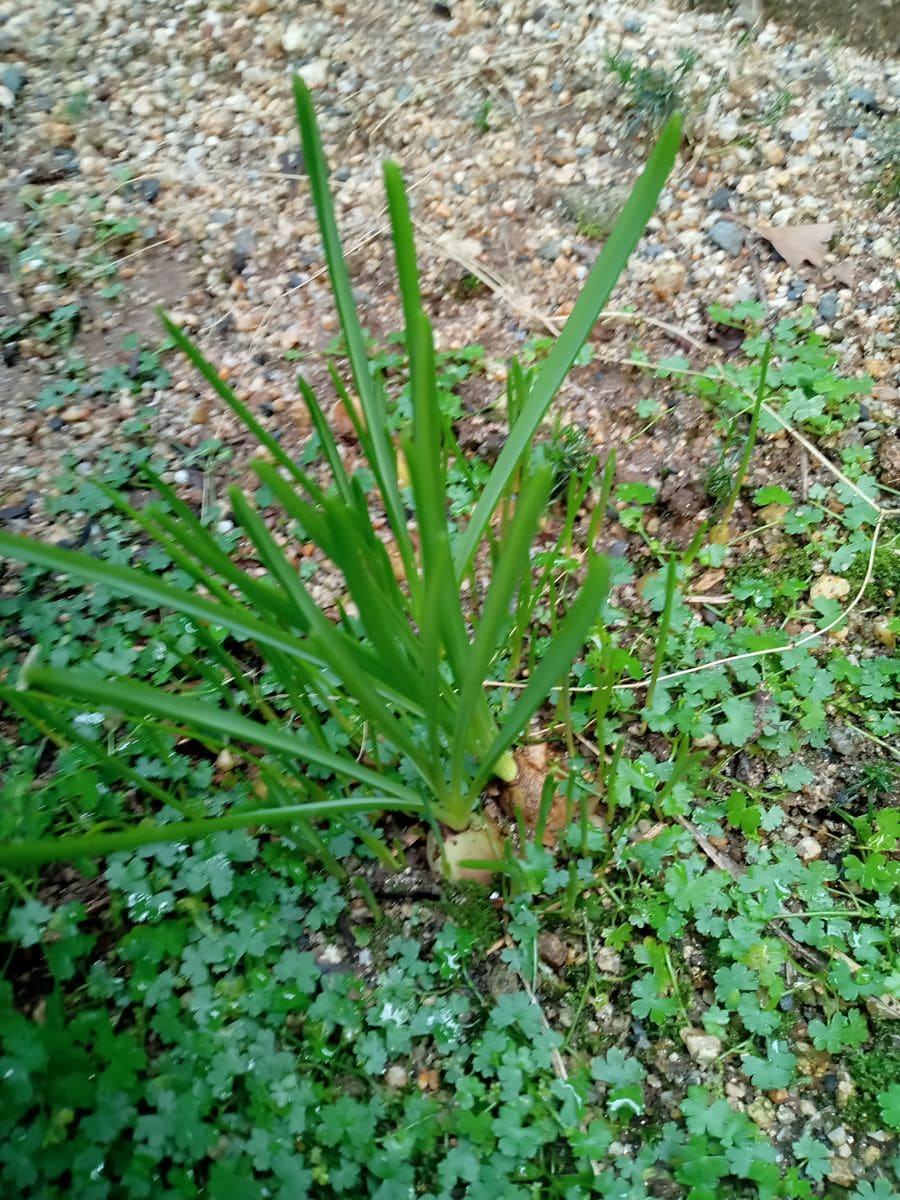 植えっぱなし“ムスカリ”のそだレポ 発芽