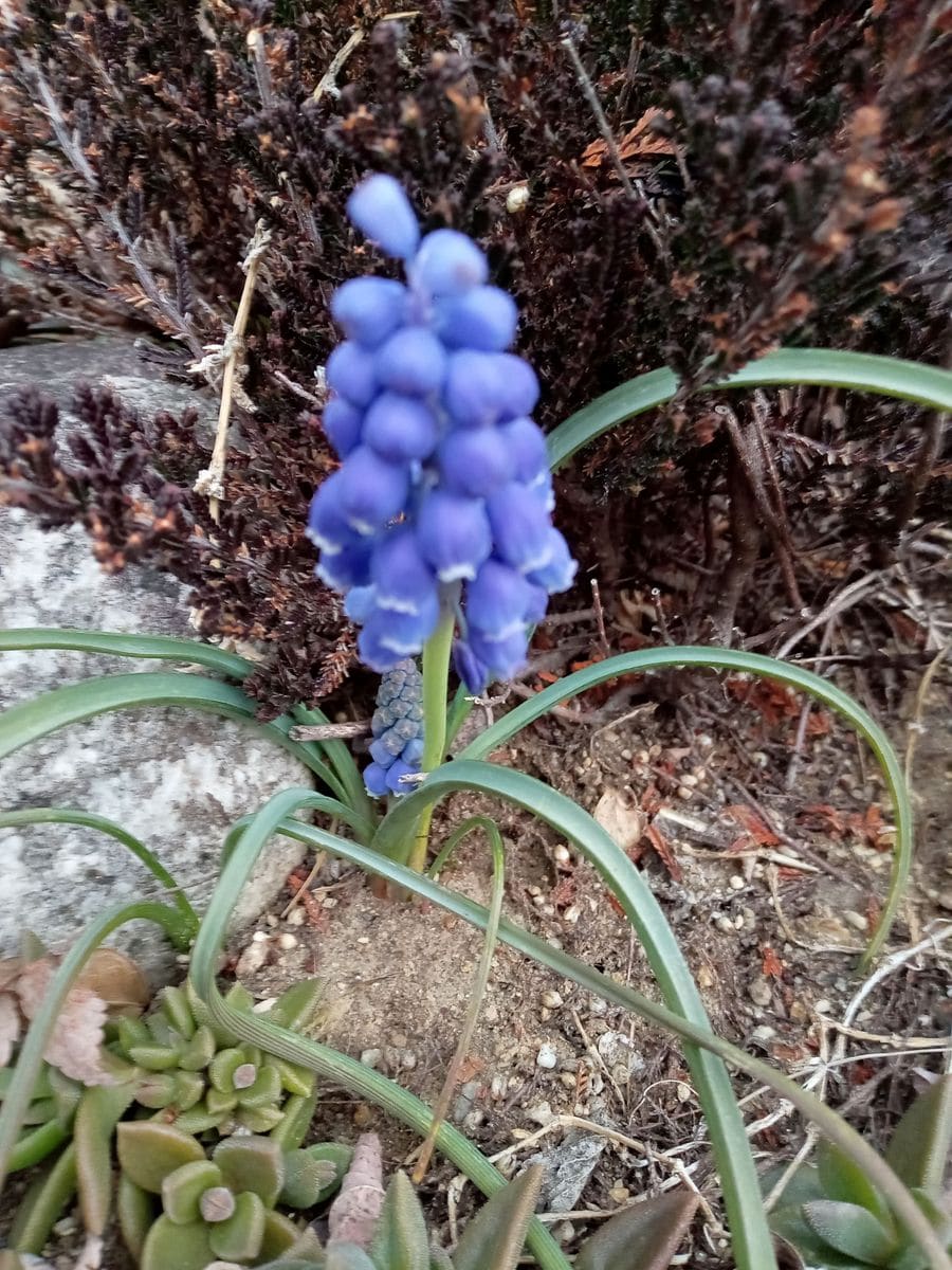 植えっぱなし“ムスカリ”のそだレポ 開花