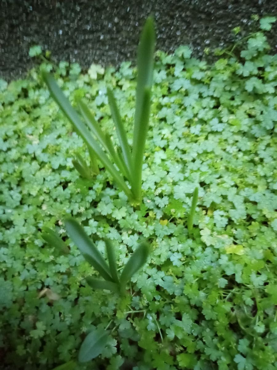 植えっぱなし“ムスカリ”のそだレポ 2022発芽