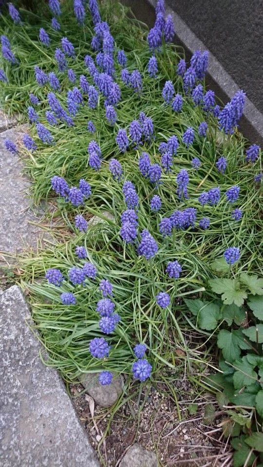 植えっぱなし“ムスカリ”のそだレポ