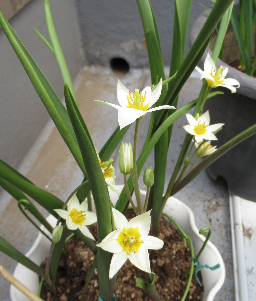 球根の植え付け ミニミニチュウリップ