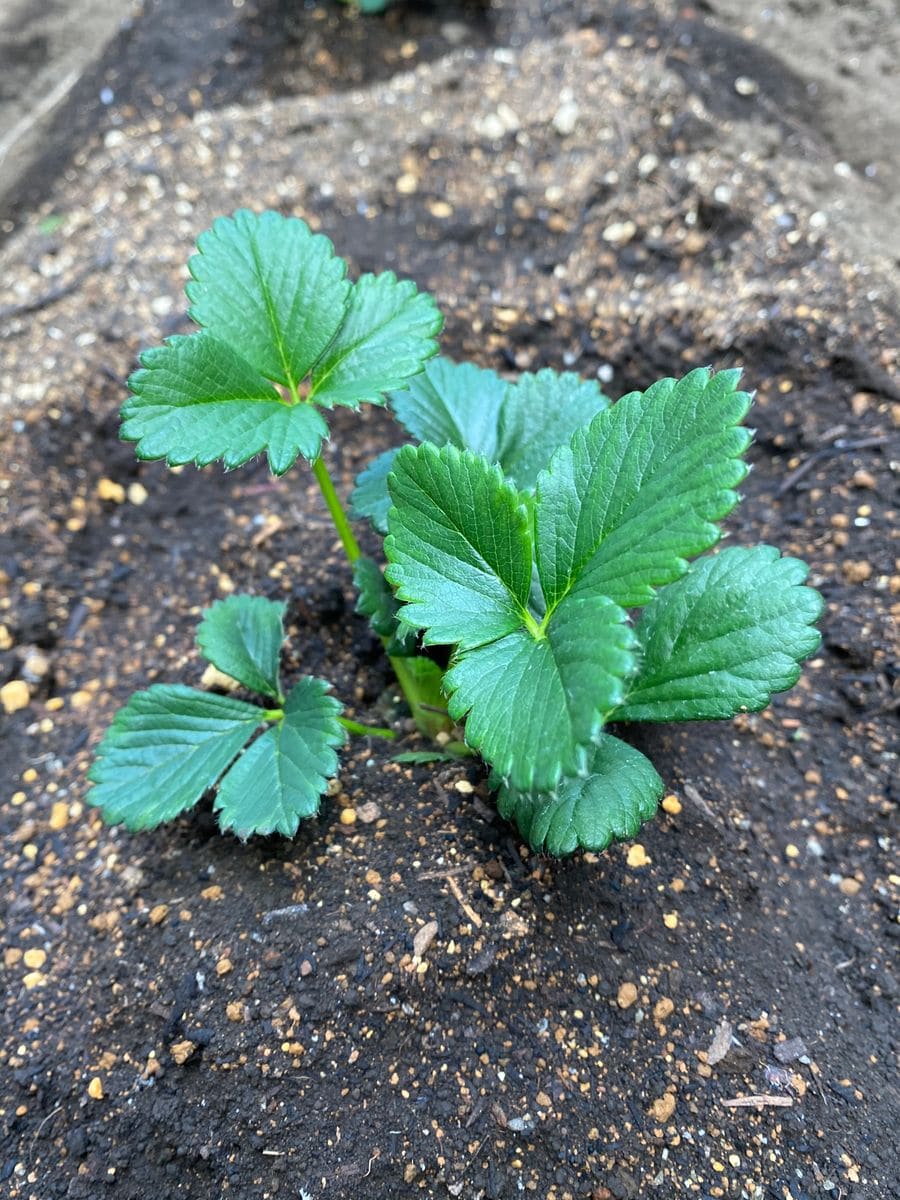 目指せ★自宅で夢のイチゴ狩り 苗を定植