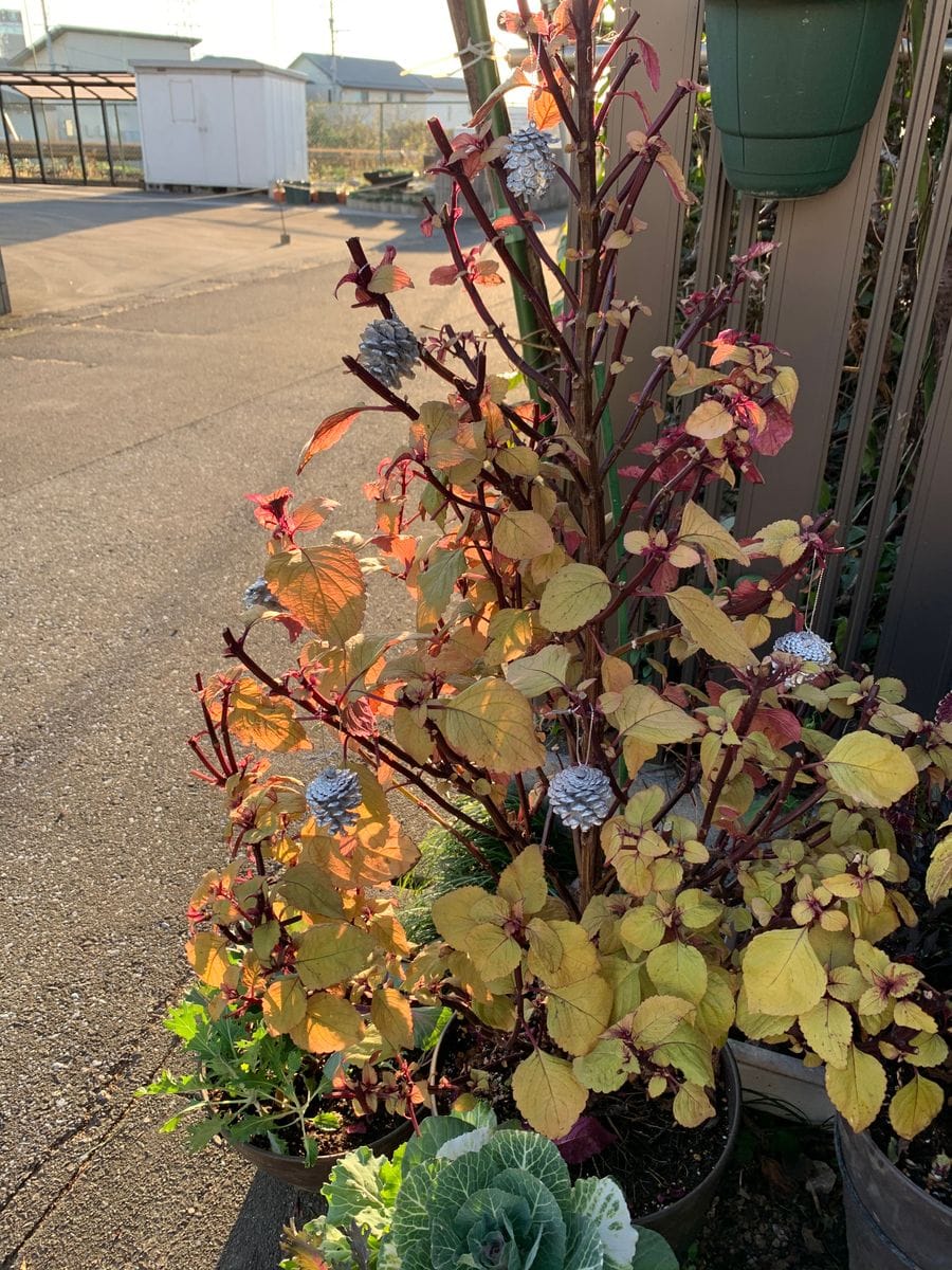 コリウスのツリー🎄 12月6日