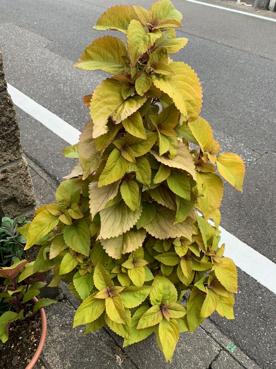 コリウスのツリー🎄 9月上旬