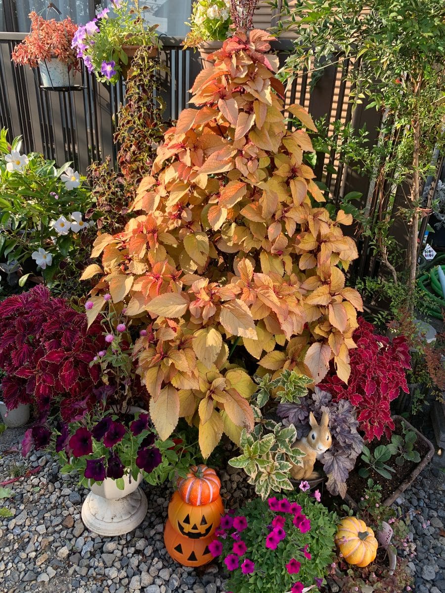 コリウスのツリー🎄 10月30日ハロウィン🎃